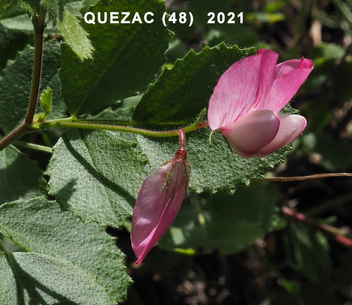 Restharrow, round-leaved flower